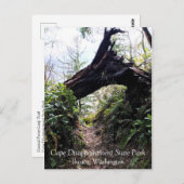 Carte Postale Chemin de la boucle de la forêt côtière, Cape Disn (Devant / Derrière)