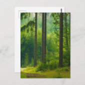 Carte Postale Chemin de la forêt verte magique arbres brouillard (Devant / Derrière)