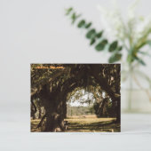 Carte Postale Chemin de l'île Jekyll jusqu'au marais (Debout devant)