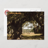 Carte Postale Chemin de l'île Jekyll jusqu'au marais (Devant / Derrière)