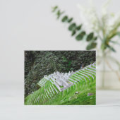 Carte Postale Chemin de l'Inca Machu Picchu Pérou - Photographie (Debout devant)