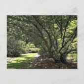 Carte Postale Chemin du jardin par Mark Edward Westerfield (Devant)