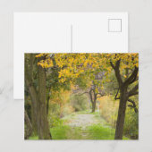 Carte Postale Chemin en automne (Devant / Derrière)