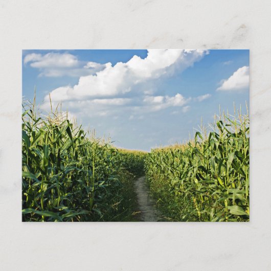 Carte Postale Chemin entre le champ de Corn (Devant)