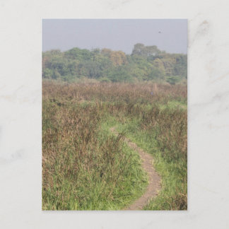 Carte Postale Chemin étroit à travers de grandes herbes