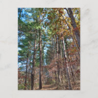 Chemin forestier
