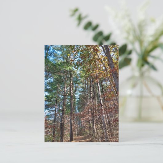 Carte Postale Chemin forestier (Debout devant)