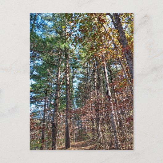 Carte Postale Chemin forestier (Devant)