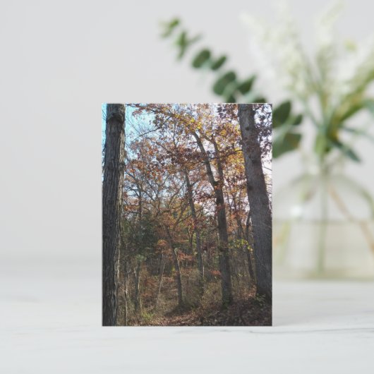 Carte Postale Chemin forestier (Debout devant)