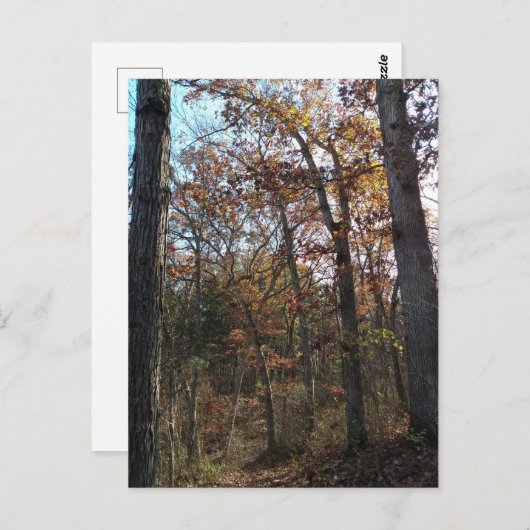 Carte Postale Chemin forestier (Devant / Derrière)