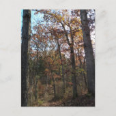 Carte Postale Chemin forestier (Devant)