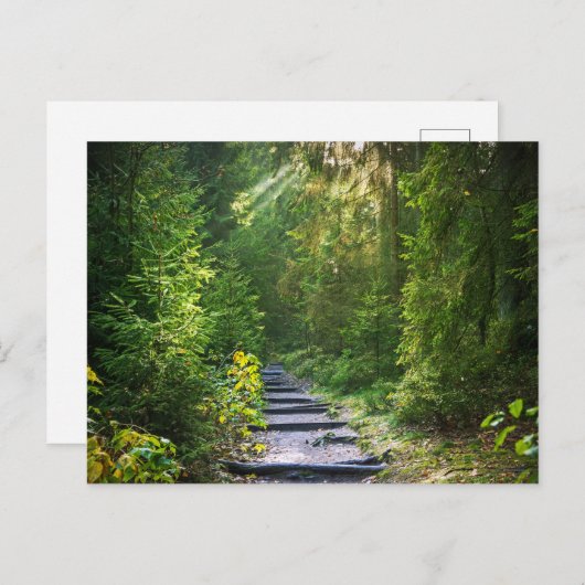 Carte Postale Chemin forestier 1 enchanté (Devant / Derrière)