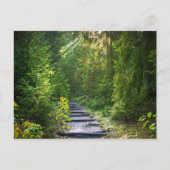 Carte Postale Chemin forestier 1 enchanté (Devant)