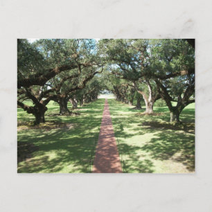 Carte Postale Chemin Oak Alley Plantation