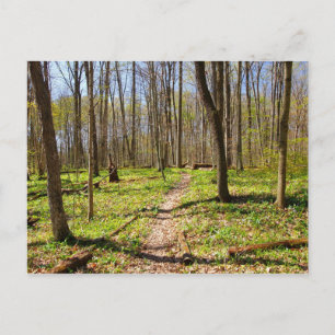 Carte Postale Chemin Woodland au début du printemps