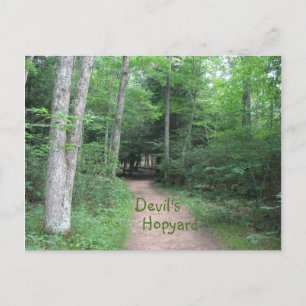 Carte Postale Chemin Woodsy