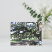 Carte Postale Chêne (Debout devant)