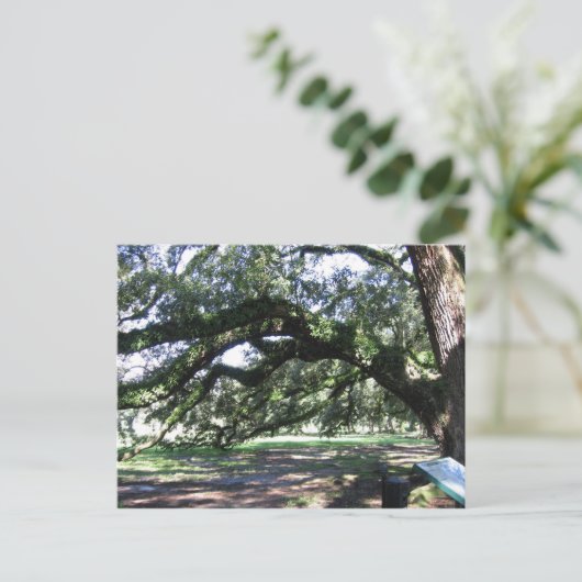 Carte Postale Chêne (Debout devant)