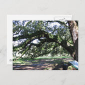 Carte Postale Chêne (Devant / Derrière)