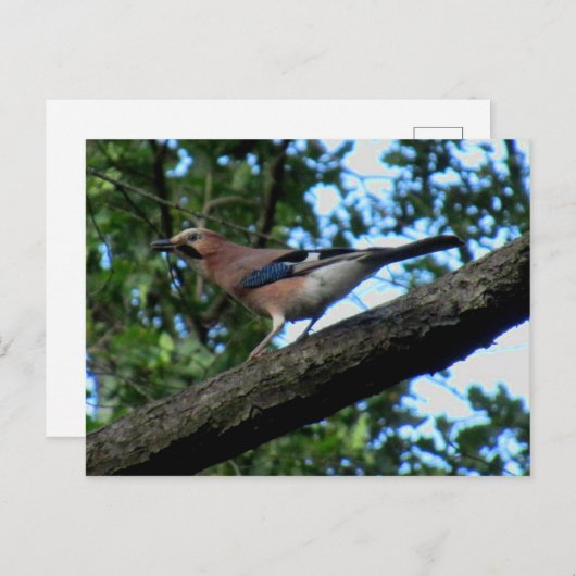 Carte Postale Chêne (Devant / Derrière)