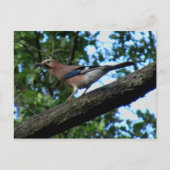 Carte Postale Chêne (Devant)