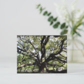 Carte Postale chêne à bois franc (Debout devant)