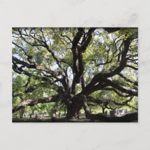 Carte Postale chêne à bois franc