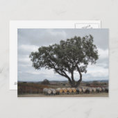 Carte Postale Chêne avec tonneaux de vin, Robles de chien (Devant / Derrière)