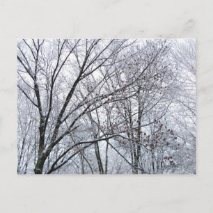 Carte Postale Chêne couvert de neige