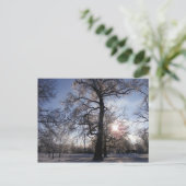Carte Postale Chêne de Berea après la tempête de glace (Debout devant)