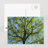 Carte Postale Chêne de printemps Nature vivante (Devant / Derrière)