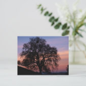 Carte Postale Chêne d'hiver au coucher du soleil (Debout devant)