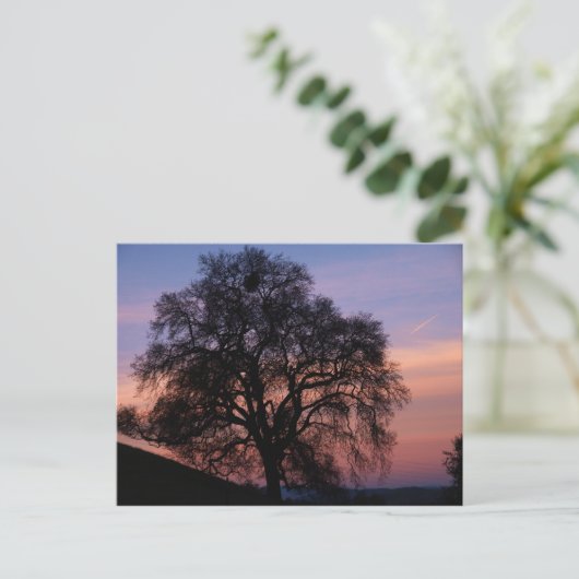 Carte Postale Chêne d'hiver au coucher du soleil (Debout devant)