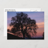 Carte Postale Chêne d'hiver au coucher du soleil (Devant / Derrière)