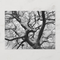 Chêne en hiver