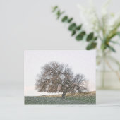 CARTE POSTALE - Chêne oublié (Debout devant)