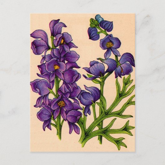 Carte Postale chêne pourpre (Devant)