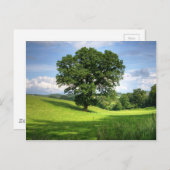 Carte Postale Chêne vert été beau paysage (Devant / Derrière)