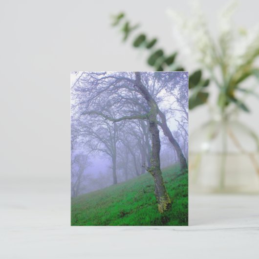 Carte Postale Chênes dans la fosse (Debout devant)