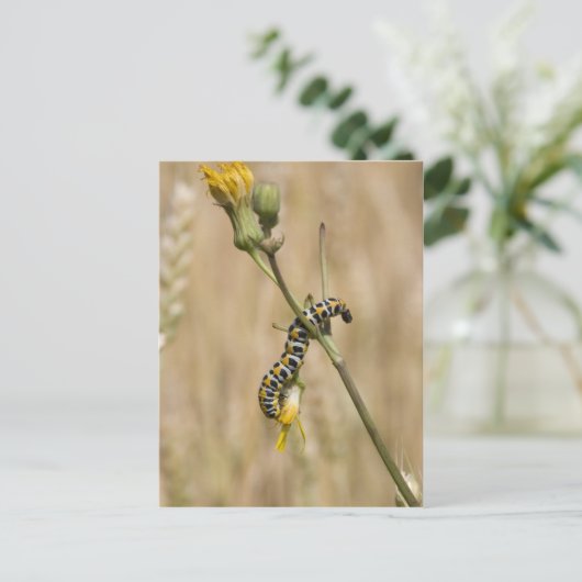 Carte Postale chenille (Debout devant)