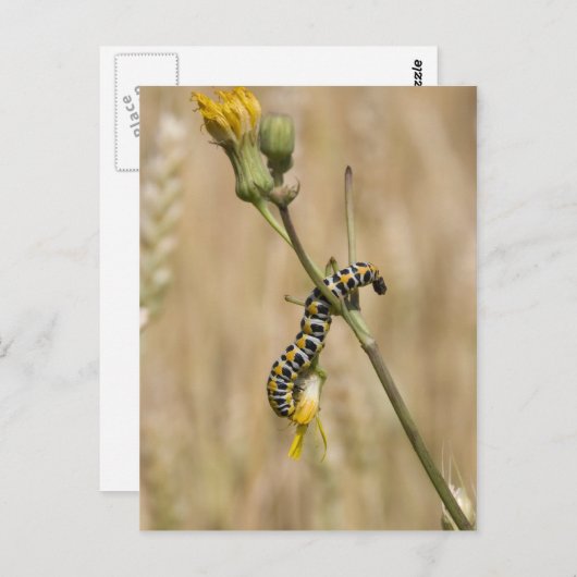 Carte Postale chenille (Devant / Derrière)