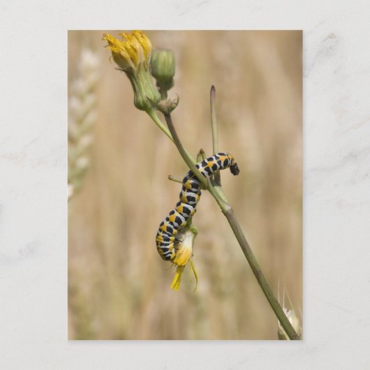 Carte Postale chenille (Devant)