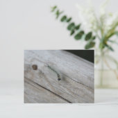 Carte Postale Chenille (Debout devant)