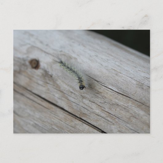 Carte Postale Chenille (Devant)