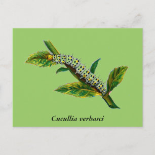 Carte Postale chenille de Cucullia verbasci