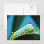 Carte Postale Chenille du papillon Prométhée, Callosamia (Devant / Derrière)