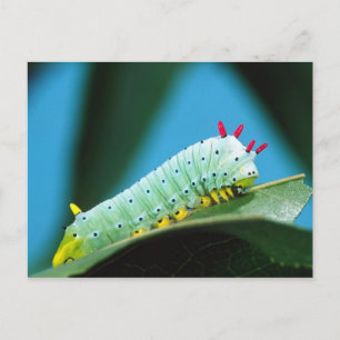 Carte Postale Chenille du papillon Prométhée, Callosamia