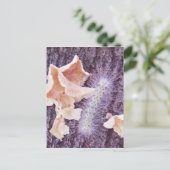 Carte Postale chenille floue et champignons (Debout devant)