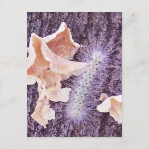 Carte Postale chenille floue et champignons