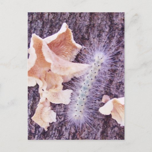 Carte Postale chenille floue et champignons (Devant)